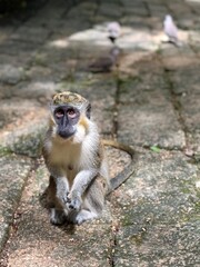 Obraz premium Green monkey closeup 