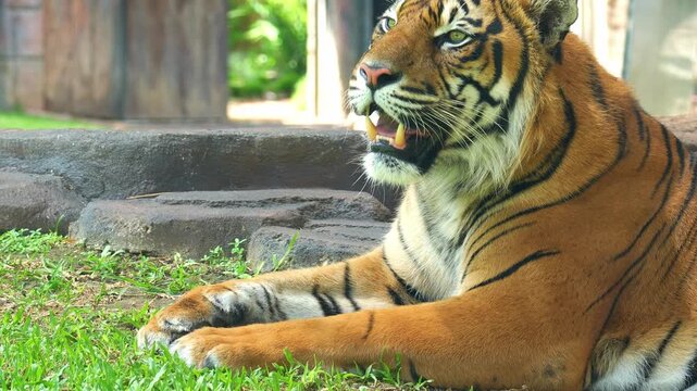 A fiery Sumatran tiger resting on the ground in the enclosure, close up shot of a critically endangered apex predator.