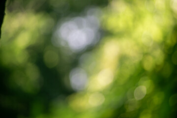 Obraz premium Soft Green Bokeh Light Background with Dreamy Natural Glow Abstract Nature Blur with Sparkling Sunlight Circles Fresh Spring Bokeh in Pastel Green and Blue Tones