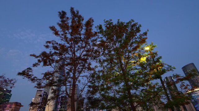 A swarm of nocturnal flying foxes feeds on flowers and pollen from the trees in South Brisbane, against an illuminated downtown cityscape and dusk night sky.