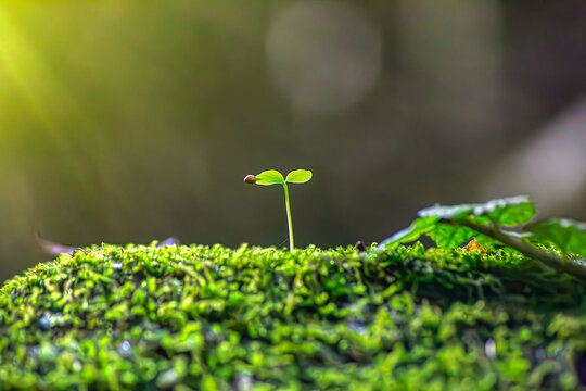 Delicate Green Sprouts in Morning Light Symbolizing Renewal Eco Growth Concept &ndash; Tiny Plants Thriving in Natural Environment Springtime Seedlings Pushing Through Mossy Ground