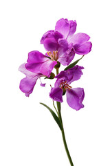 Vibrant purple flowers bloom with delicate petals, showcasing nature's beauty and elegance in a striking arrangement.