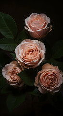 Four Elegant Peach Roses with Dark Green Leaves Against a Dark Background