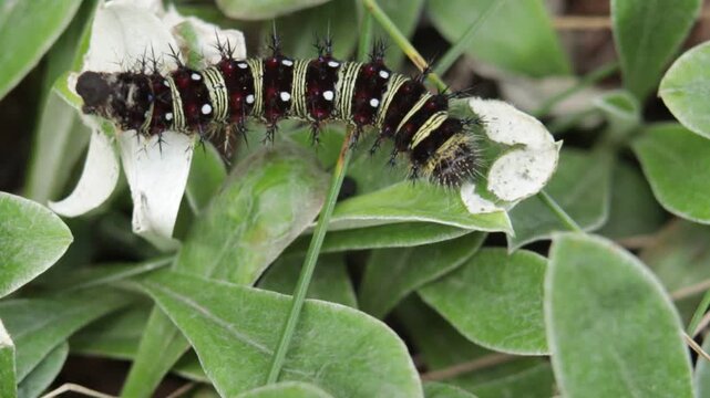 Close up of American painted lady caterpillar pooping and and munching on a Howell's Pussytoe leaf.