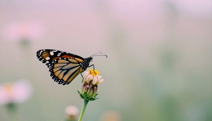 Obraz premium A monarch butterfly sits on a flower, illustrating the spirit of kindness and growth in an urban garden environment