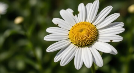 Fototapeta premium Close-up of a daisy flower with white petals and yellow center.