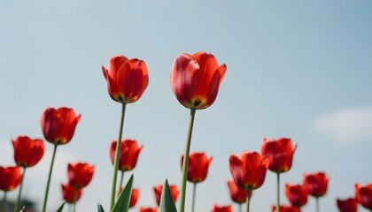 Obraz premium A sunny field of red tulips with a blue sky backdrop, embodying hope and growth in the context of Parkinson's awareness