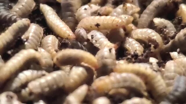 Macro close up BSF larvae doing decomposing waste
