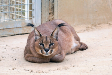 The caracal (Caracal caracal) © irairopa