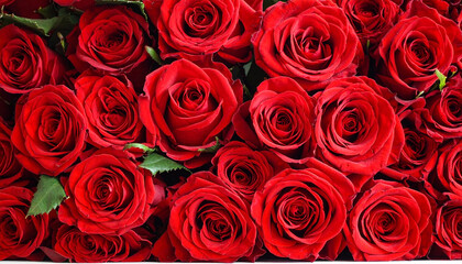 Obraz premium Red Rose Flower Wall Background