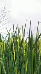 Close-Up of Green Rice Plants in Paddy Field