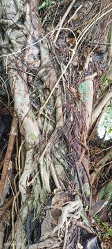 Bird fig (or Ficus microcarpa)