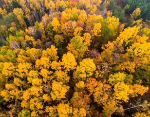 Aerial shot showcasing a vibrant autumn forest canopy ablaze with colors ranging from green to golden hues