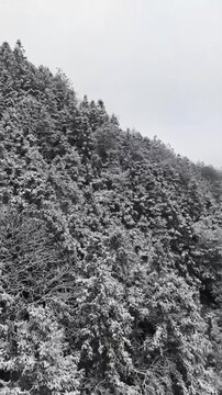 A cinematic aerial top-down shot of a dense coniferous forest blanketed in thick white snow in Northern China. The stark contrast between the dark evergreen trees and the pure white snow creates a mes