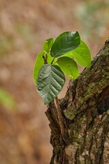 Young Green Leaves Growing From Old Tree Trunk With Soft Blurred Background © Edivier