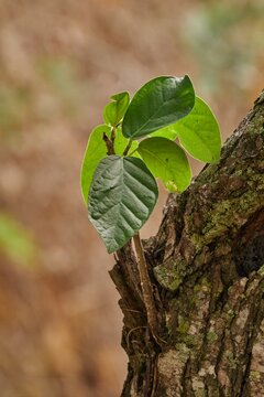 Young Green Leaves Growing From Old Tree Trunk With Soft Blurred Background