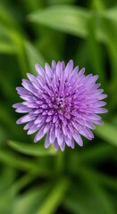Obraz premium Close-up of a vibrant purple flower in full bloom.