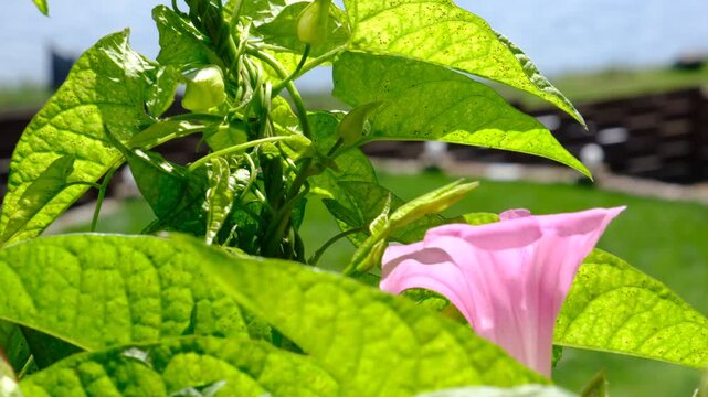 A close-up green background of a wall of lush green foliage, bindweed. The sun filtered through the leafy canopy. Selective focus. Bushes Green fence. Calystegia sepium grows. Shallow DOF