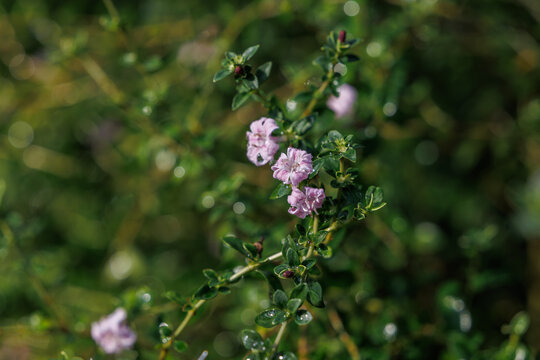Close-up shot of the delicate pink blossoms of the Snowrose (Serissa japonica).