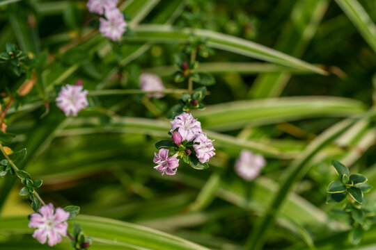 Close-up shot of the delicate pink blossoms of the Snowrose (Serissa japonica).