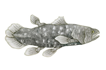 シーラカンス　シーラーカンス　深海魚 深海生物　水彩 イラスト