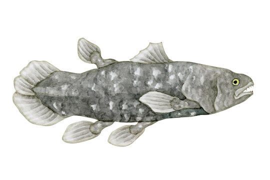 Coelacanth」の写真素材 | 1,226件の無料イラスト画像 | Adobe Stock