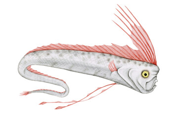 リュウグウノツカイ　深海魚 深海生物　水彩 イラスト