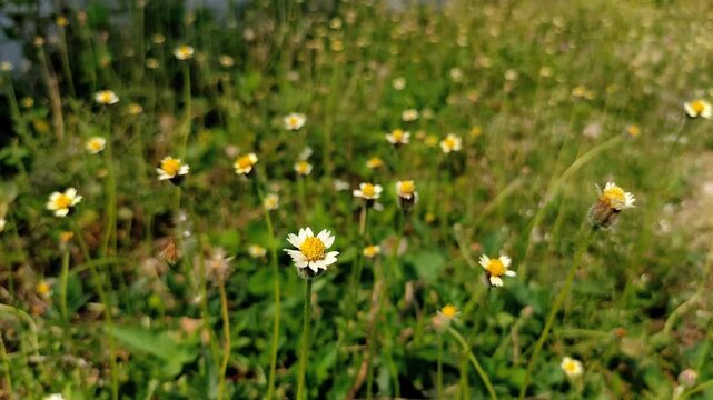 Close up of coatbuttons daisy flowers (Tridax procumbens) blooming in the meadow field with green grass background