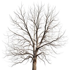 Obraz premium Dead tree without leaves isolated on white
