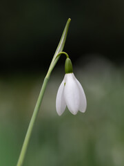 凛として清楚なスノードロップ
