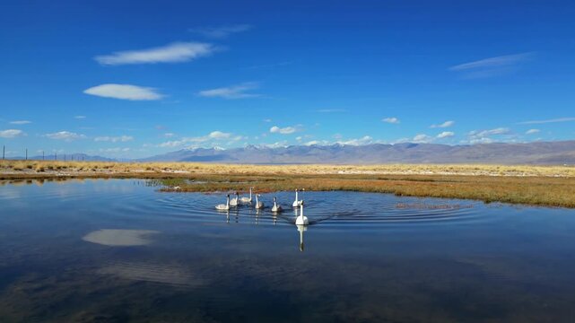 Swans swimming toward camera in small steppe lake, mountains