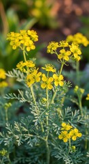 Obraz premium Close-up of vibrant yellow rue flowers in full bloom.