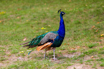 Fototapeta premium blue peacock