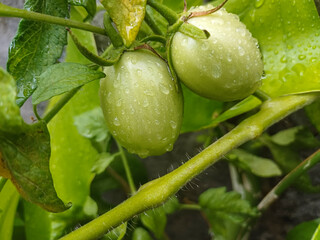 Two green tomatoes with water drops on a vine in a garden. Close up organic vegetable for farming background, healthy food concept, and nature layout. © Setyotuhu