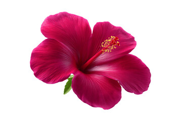 Fototapeta premium Vibrant red hibiscus flower isolated on isolated background