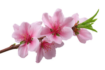 Naklejka premium Pink cherry blossom branch with delicate petals and green leaves
