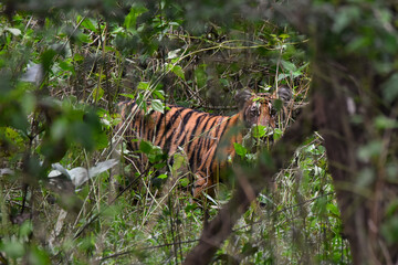 Wild tiger in India © Tiffany