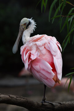 Roseate spoonbill