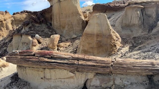 Petrified Cypress Tree at Ah-Shi-Sle-Pah Wilderness Area, New Mexico