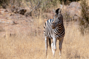 Obraz premium Zebra stallion in South Africa RSA