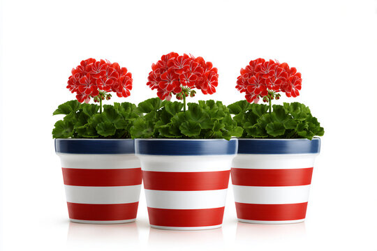 Red geraniums in patriotic striped pots on white background