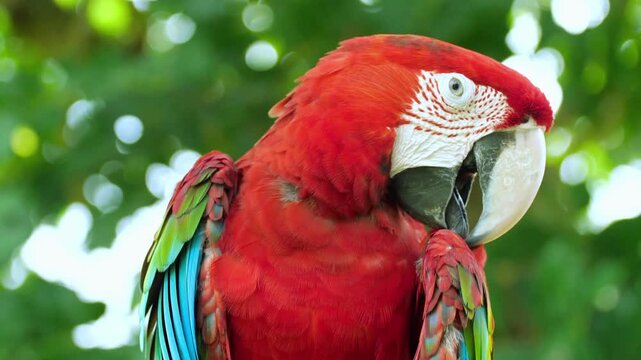 Slow motion 4k footage of vibrant red green macaw parrot turning head in lush tropical foliage cinematic clip