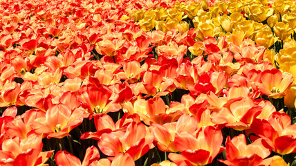 red and yellow tulips
