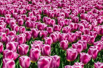 field of tulips