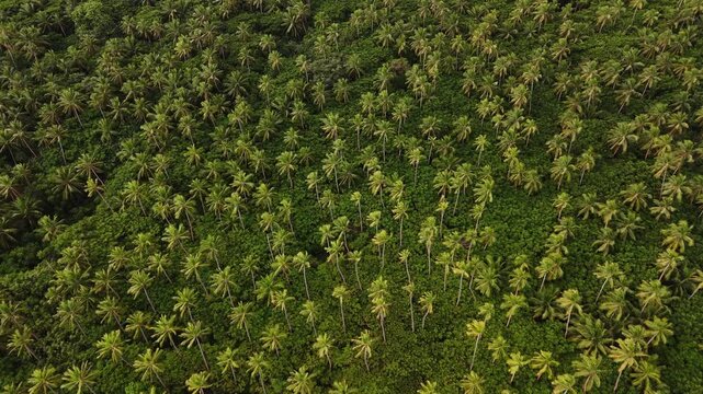 Top-down drone flight over a vast palm grove covering the entire island of Eua, Kingdom of Tonga, revealing dense tropical canopy forming a striking natural pattern in vibrant emerald tones.