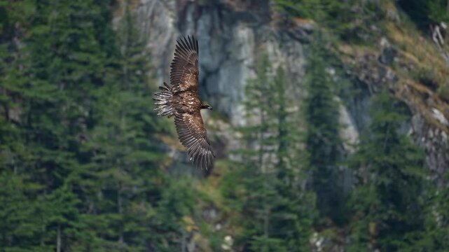 juvenile bald eagle glides in to catch a fish in slow motion