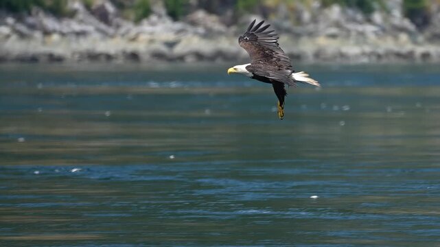 bald eagle glides in to catch a fish in slow motion