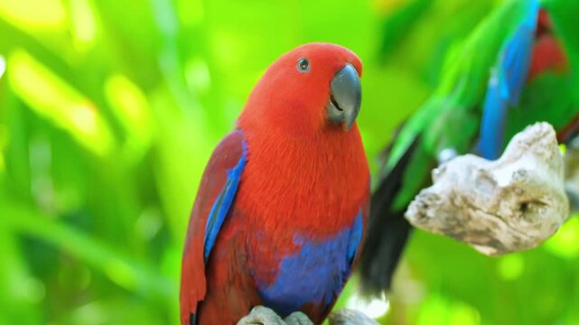 Slow motion close-up of vibrant red and blue parrot perched on tree branch in lush green forest 4k footage