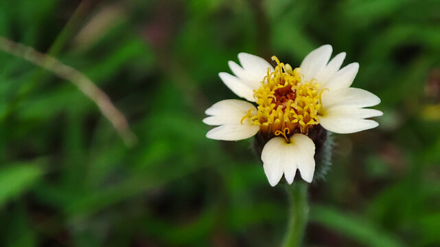 Detailed macro photograph of Tridax procumbens flower in full bloom.