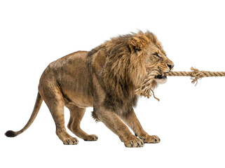 Obraz premium Majestic lion walking with stick in mouth on a transparent background